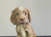 Beautiful cockapoo puppies ready