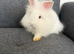 Angora Lion head mixed breed bunny