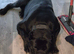 Cane Corso 5 1/2 years old