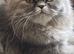 READY NOW SUPER AFFECTIONATE PERSIAN MALE KITTEN
