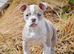 Both vaccines ready now! Olde English bulldogs olde tyme bulldogs