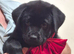 Rottweiler/Labrador puppies.
