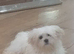 Korean maltese lively little boy with lots of love to give