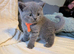 GCCF registered Blue British Shorthair