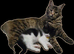 Maine-coon, Ragdoll mix kittens