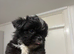 Shih Tzu cross puppies