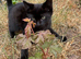 Kittens available