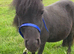 Perfect Therapy Mini Shetland Gelding For Sale
