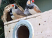 Zebra finches
