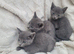 Russian Blue kitten for sale