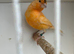 Nice Young canary