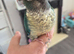 8 week old handreared conure
