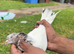 High Flyer Pigeon, Healthy and Active