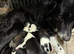 Puppy available