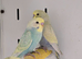 Breathtakingly Stunning Baby Budgies!!!