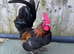 2 male Serama  for sale