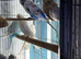 English Show budgies