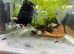 Pair crown tail guppy