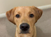 Amazing and lovable Labrador boy