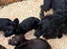 Beautiful 8 week old cocker spaniel puppies