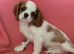 Gorgeous Cavalier King Charles Spaniel puppies
