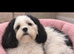 Female shihtzu