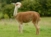 Special breeding group of 7 stunning Alpaca