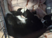Male kittens for rehoming