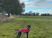 Saluki cross