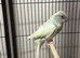 Kakariki parakeet
