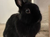 Netherland dwarf rabbit