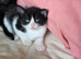 Litter of kittens