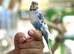 Baby budgies
