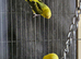 Yellow black wing opaline hen
