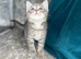 British short haired x kittens