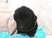 7 Beautiful Jackapoo puppies