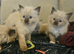 5 lovely ragdoll kittens looking for homes