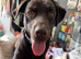 3 year old chocolate labrador