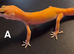 Juvenile Tangerine Morph Leopard Geckos