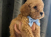 Cockapoo puppies for sale