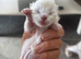 Stunning ragdoll ready soon
