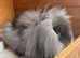 Mini lion lop