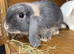 2 female mini lop rabbits