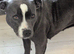 Blue staffy puppies (blue bronson line)