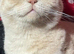 Gccf cream British shorthair boy