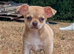 Puppy chihuahua puppy for sale