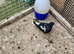 Afghan pigeon