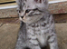 male British shorthair