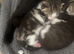 Three kittens for sale