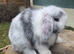 Mini lop stunning magpie ready now